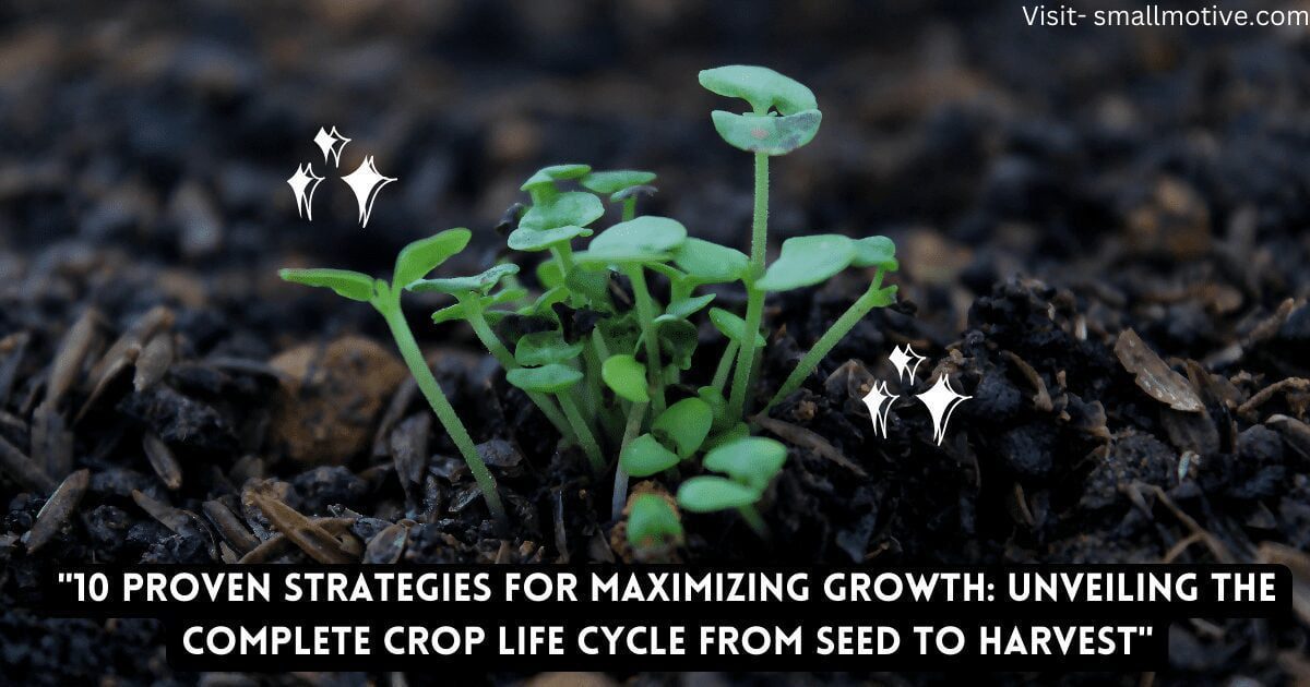 seed-max-growth-strategies