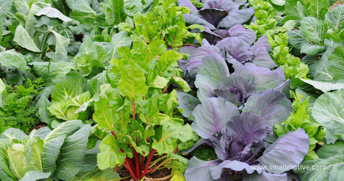 cold weather crops zone 6 garden