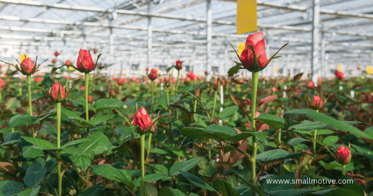 rainbow rose farming