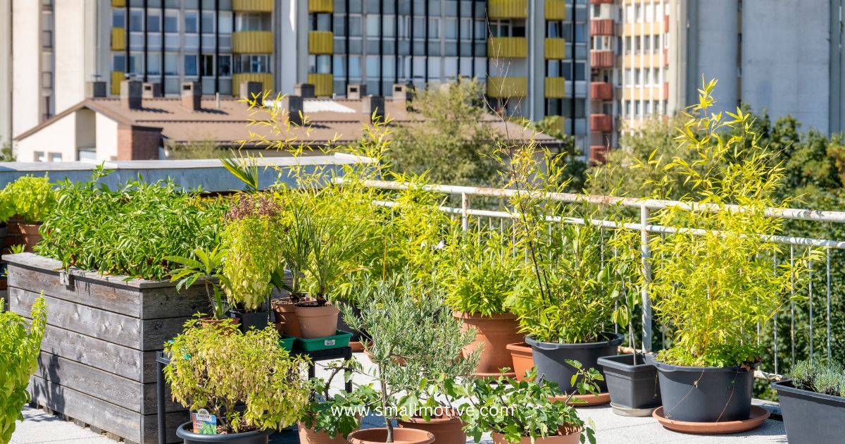 rooftop farming