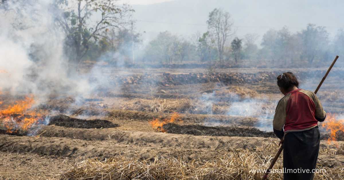 shifting cultivation