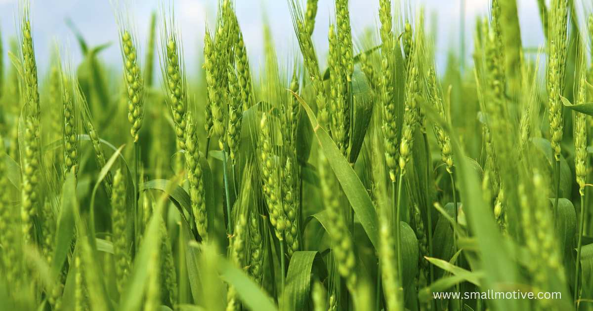 wheat farming