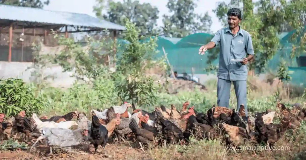 How to Start a Chicken Farm with No Money