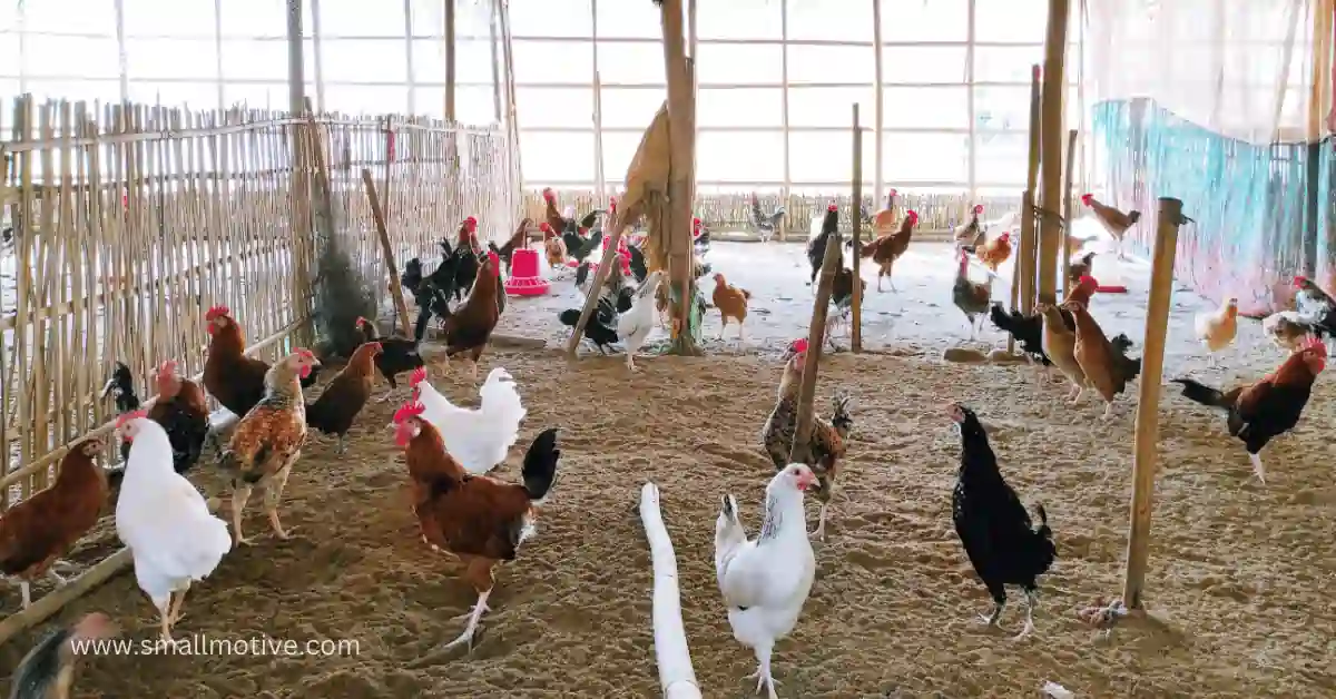 How to Start a Chicken Farm with No Money