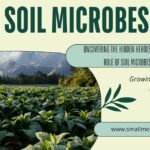 Uncovering the Hidden Heroes: 15 The Critical Role of Soil Microbes in Agriculture