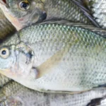 tilapia farming