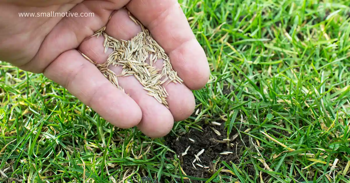 When to Plant Grass Seed