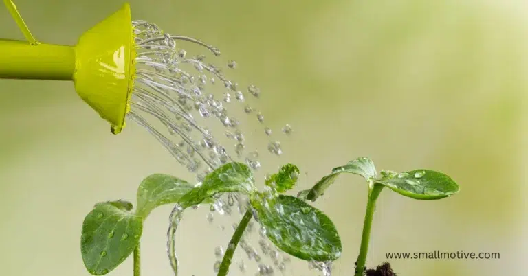 Worst Time to Water Plants