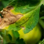 Yellow Leaves on Tomato Plants