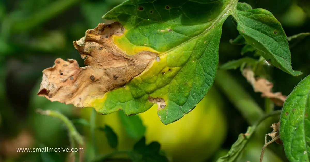 Yellow Leaves on Tomato Plants