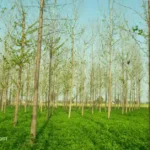 agroforestry