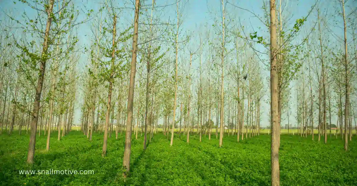 agroforestry