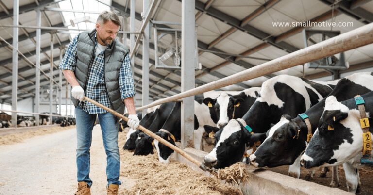 cattle farming