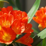 clivia plant