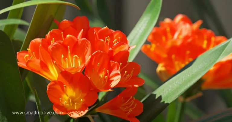 clivia plant