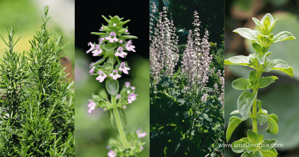 cold weather crops zone 6