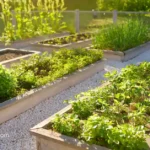 cover crops for raised beds