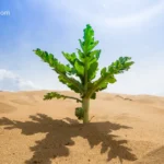 desert plants