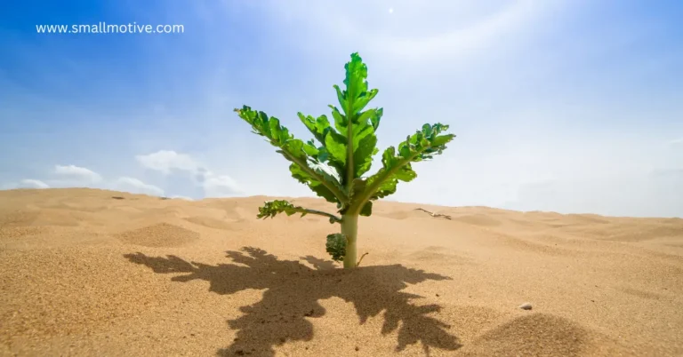 desert plants