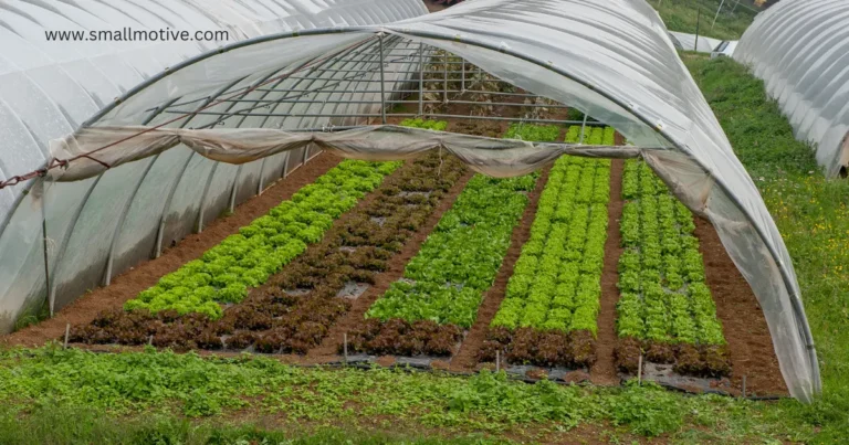 greenhouse farming