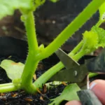 how to prune cucumber plants