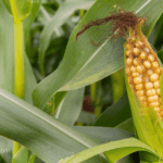 maize farming