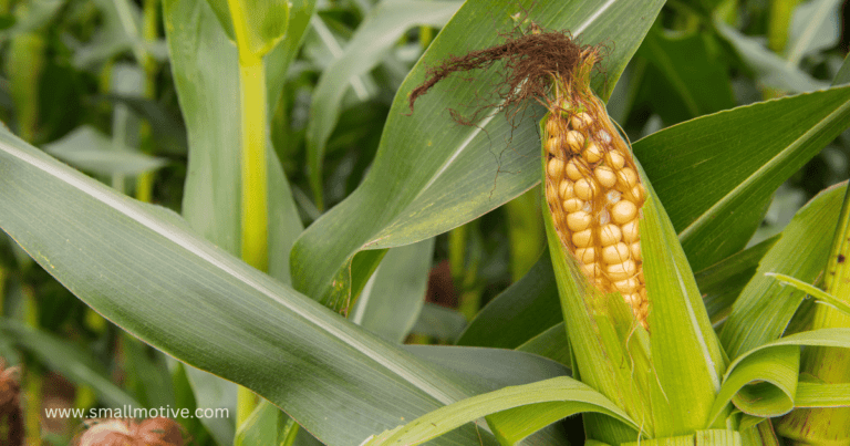 maize farming