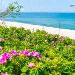 ocean plants