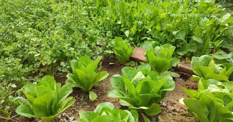 permaculture garden