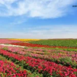 polyculture farming