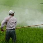 flooding rice fields reduces the need for herbicides