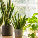 snake plant benefits