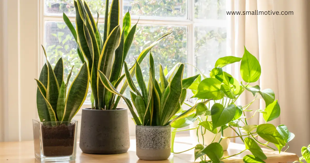 snake plant benefits