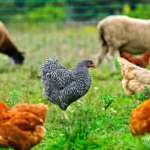 sustainable livestock