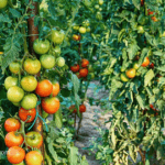 tomato farming