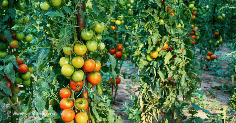 tomato farming