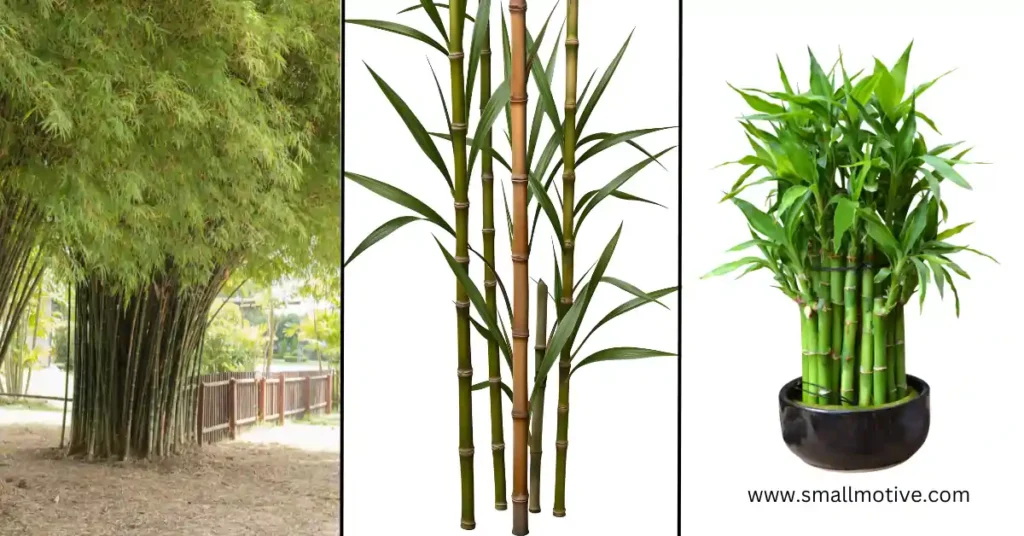 types of bamboo plants