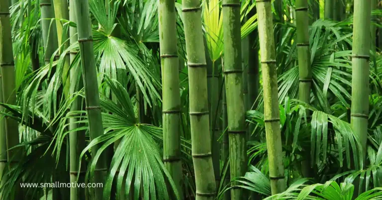 types of bamboo plants