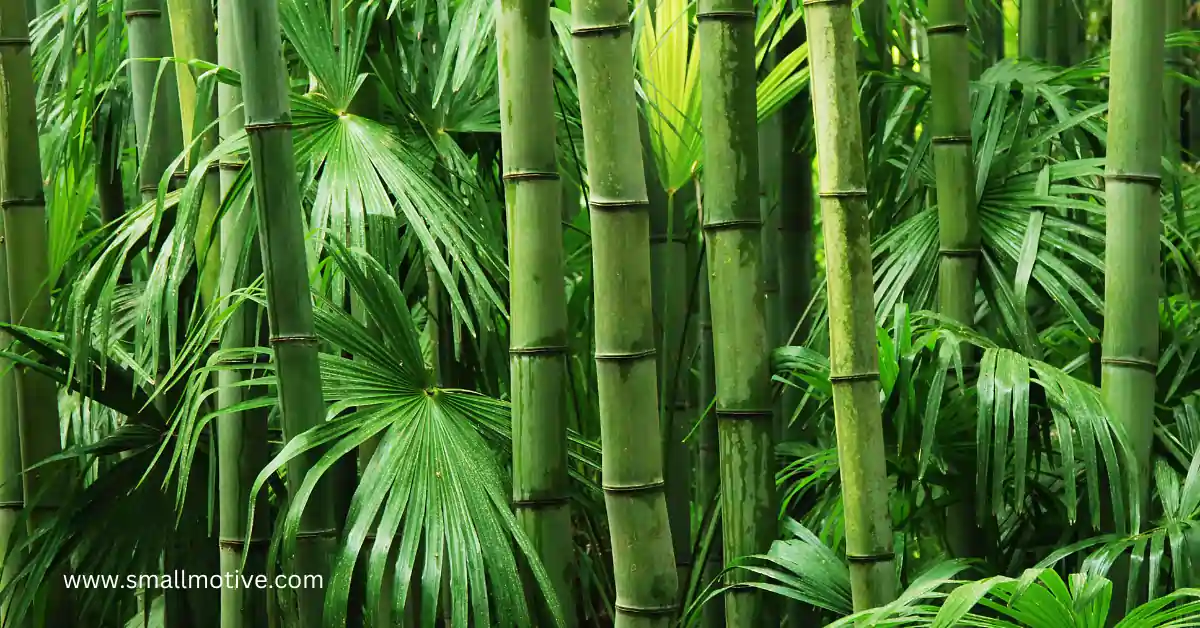 types of bamboo plants