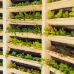 vertical farming at home