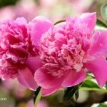 when to plant peonies