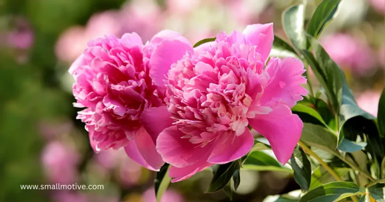 when to plant peonies