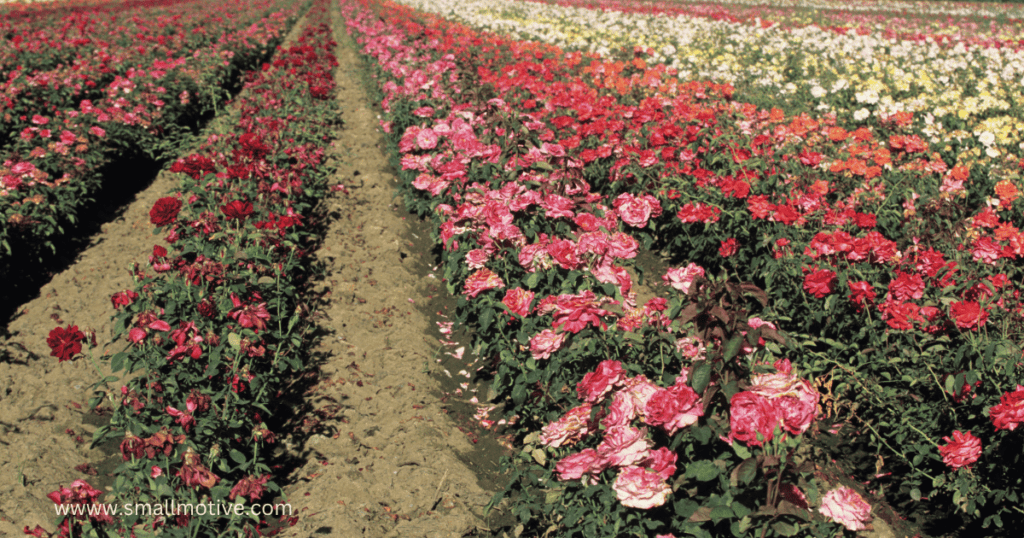 Rainbow Rose Farming