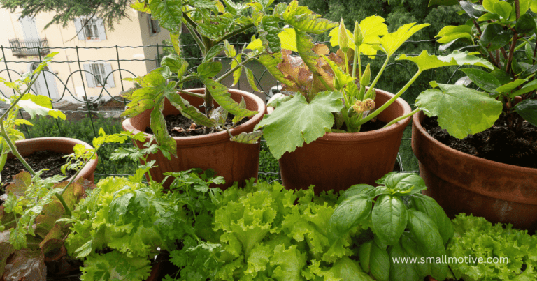 Shade-Loving Vegetables