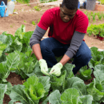 cabbage farming