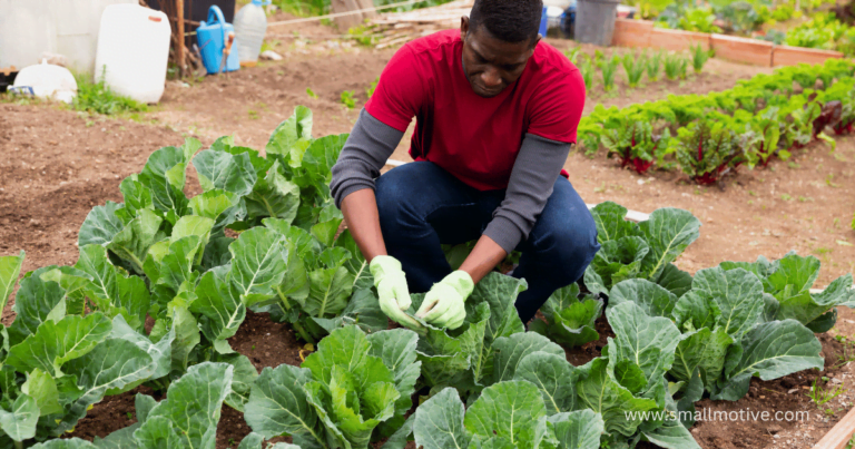 cabbage farming