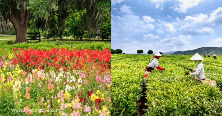 horticulture vs agriculture