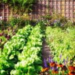 organic gardening