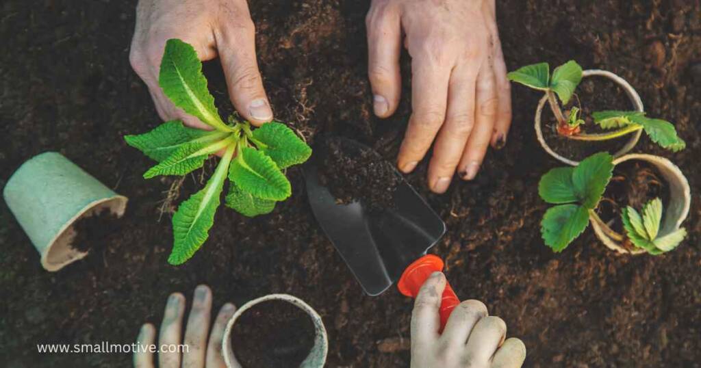 organic gardening