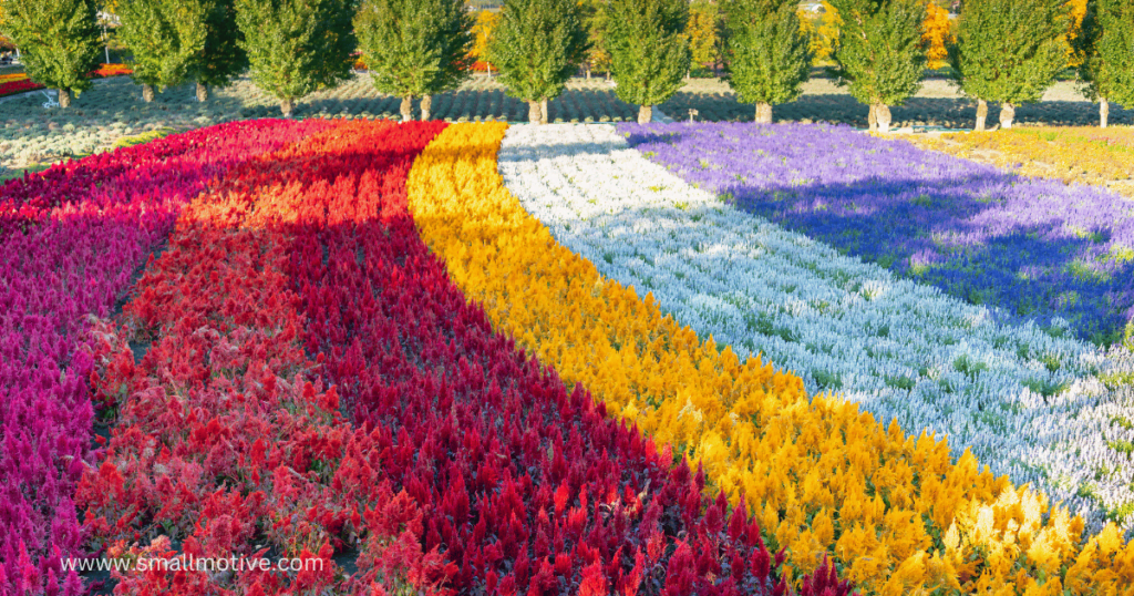 rainbow rose farming